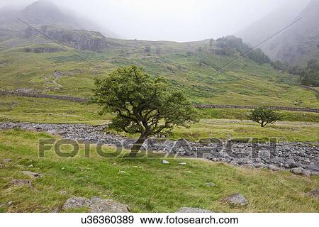 Stock Photo - Scenic view of trees and mountain. Fotosearch