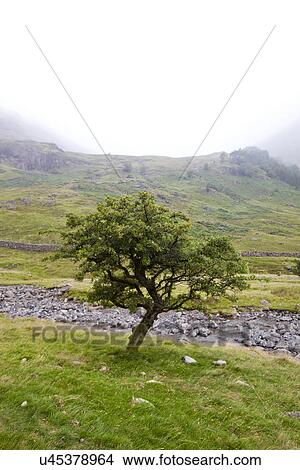Picture - Tree by small stream at countryside. Fotosearch