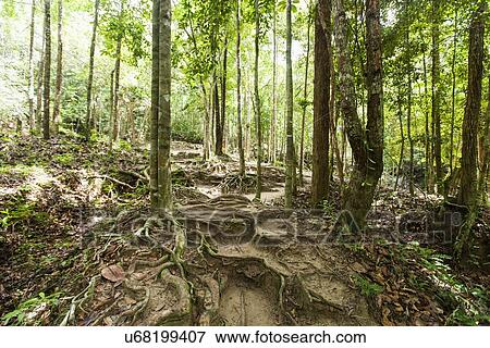 Trees with roots in forest, Koh Pha Ngan, Thailand View Large Photo Image Stock Photo - Trees with roots in forest, Koh Pha Ngan, Thailand. Fotosearch