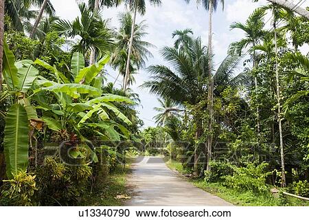 Unpaved road along trees, Koh Pha Ngan, Thailand View Large Photo Image Stock Image - Unpaved road along trees, Koh Pha Ngan, Thailand. Fotosearch