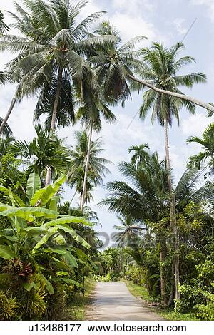 Stock Photo - Unpaved road along tropical trees, Koh Pha Ngan, Thailand. Fotosearch