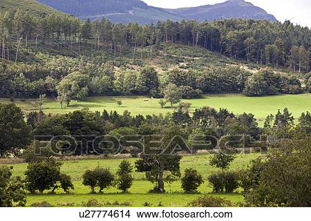 View of trees growing in grassy field View Large Photo Image Picture - View of trees growing in grassy field. Fotosearch