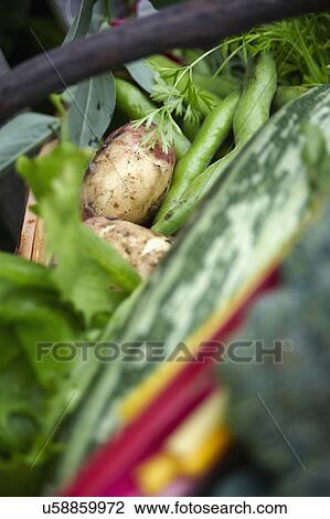 Stock Image - Basket Of Freshly Picked Garden Produce. Fotosearch