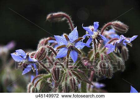 Stock Image - Borage Flowers Growing In The Wild. Fotosearch