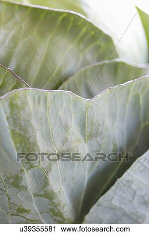 Close Up Of Leaves On White Cabbage View Large Photo Image Stock Image - Close Up Of Leaves On White Cabbage. Fotosearch