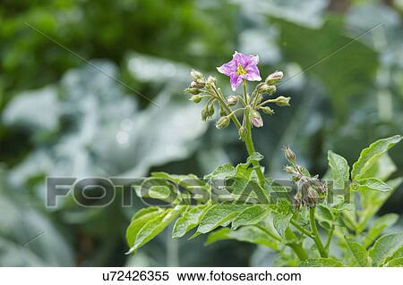 Flower On Potato Plant In Garden View Large Photo Image Stock Photography - Flower On Potato Plant In Garden. Fotosearch