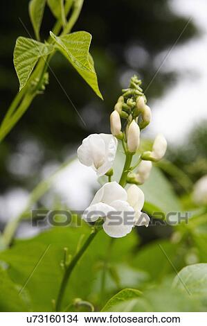 Flower On Runner Bean Plant In Garden View Large Photo Image Picture - Flower On Runner Bean Plant In Garden. Fotosearch