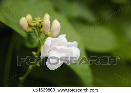 Stock Image - Flower On Runner Bean Plant In Garden. Fotosearch