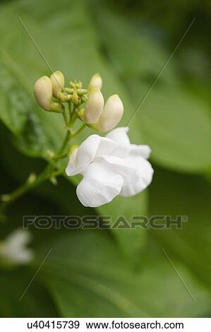 Stock Photo - Flower On Runner Bean Plant In Garden. Fotosearch