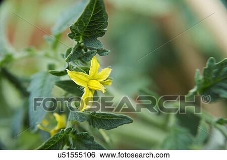 Stock Photograph - Flower On Tomato Plant In Garden. Fotosearch
