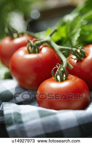 Fresh Tomatoes On Checked Cloth View Large Photo Image Stock Image - Fresh Tomatoes On Checked Cloth. Fotosearch