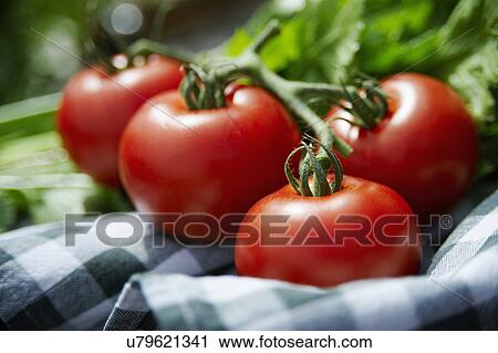 Fresh Tomatoes On Checked Cloth View Large Photo Image Stock Image - Fresh Tomatoes On Checked Cloth. Fotosearch