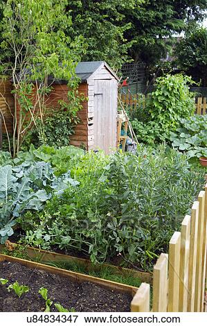 Stock Photo - Garden Vegetable Patch With Shed. Fotosearch