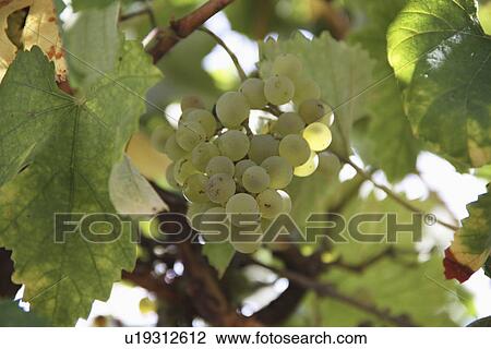 Green Grapes Growing On Vine View Large Photo Image Stock Image - Green Grapes Growing On Vine. Fotosearch