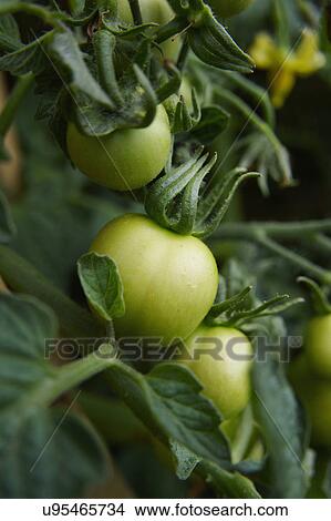 Green Tomatoes Ripening On Vine View Large Photo Image Picture - Green Tomatoes Ripening On Vine. Fotosearch
