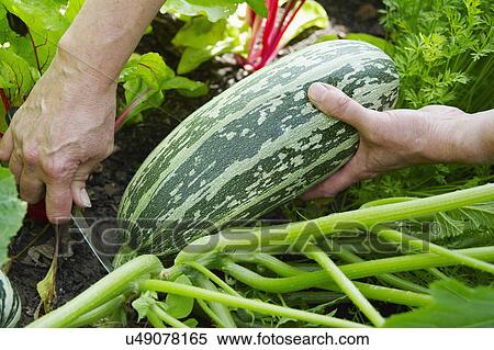 Man Cutting Marrow From Vegetable Garden View Large Photo Image Stock Photography - Man Cutting Marrow From Vegetable Garden. Fotosearch