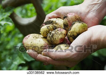 Man Digging Up Potatoes In Vegetable Garden View Large Photo Image Stock Image - Man Digging Up Potatoes In Vegetable Garden. Fotosearch