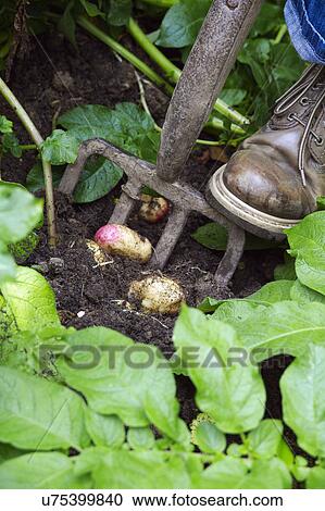 Stock Image - Man Digging Up Potatoes In Vegetable Garden. Fotosearch