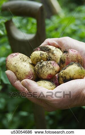 Stock Photograph - Man Digging Up Potatoes In Vegetable Garden. Fotosearch