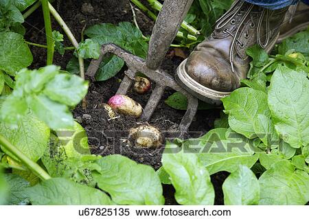 Man Digging Up Potatoes In Vegetable Garden View Large Photo Image Stock Photography - Man Digging Up Potatoes In Vegetable Garden. Fotosearch