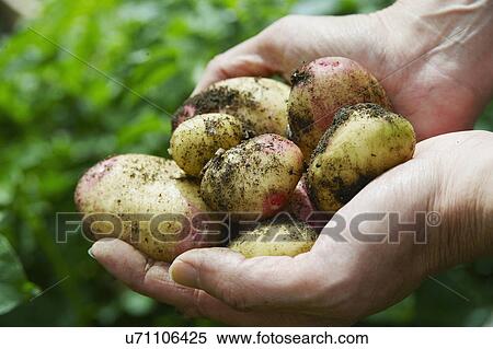 Stock Photography - Man Digging Up Potatoes In Vegetable Garden. Fotosearch