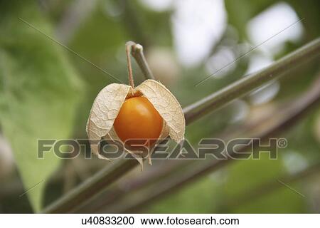 Stock Image - Physalis Growing On Plant. Fotosearch