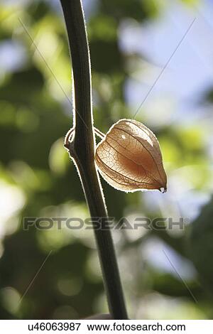 Physalis Growing On Plant View Large Photo Image Stock Photo - Physalis Growing On Plant. Fotosearch