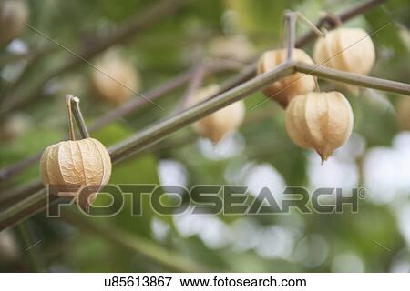 Stock Photo - Physalis Growing On Plant. Fotosearch