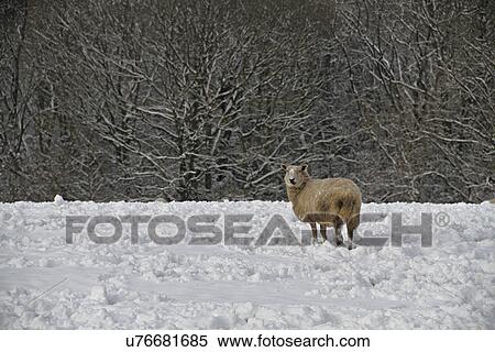 Stock Photography - Sheep Grazing On Snow Covered Field. Fotosearch