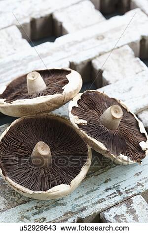 Three Wild Mushrooms On Wooden Surface View Large Photo Image Stock Image - Three Wild Mushrooms On Wooden Surface. Fotosearch