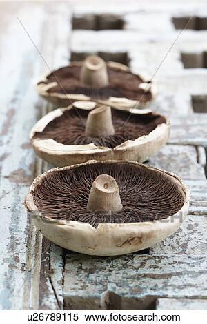 Three Wild Mushrooms On Wooden Surface View Large Photo Image Stock Photography - Three Wild Mushrooms On Wooden Surface. Fotosearch