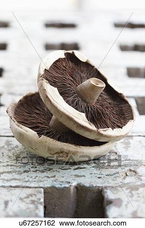 Underside Of Two Wild Mushrooms On Wooden Surface View Large Photo Image Stock Image - Underside Of Two Wild Mushrooms On Wooden Surface. Fotosearch