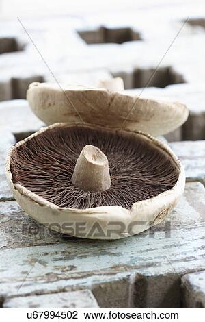 Underside Of Two Wild Mushrooms On Wooden Surface View Large Photo Image Stock Image - Underside Of Two Wild Mushrooms On Wooden Surface. Fotosearch