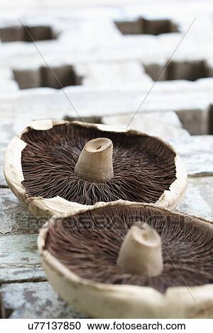Underside Of Two Wild Mushrooms On Wooden Surface View Large Photo Image Stock Image - Underside Of Two Wild Mushrooms On Wooden Surface. Fotosearch