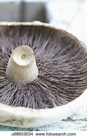 Underside Of Wild Mushroom On Wooden Surface View Large Photo Image Picture - Underside Of Wild Mushroom On Wooden Surface. Fotosearch