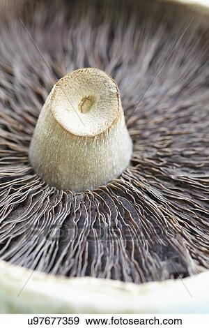 Underside Of Wild Mushroom On Wooden Surface View Large Photo Image Stock Photo - Underside Of Wild Mushroom On Wooden Surface. Fotosearch