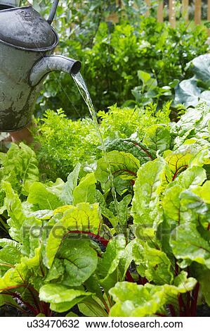 Watering Plants In Vegetable Garden View Large Photo Image Stock Image - Watering Plants In Vegetable Garden. Fotosearch