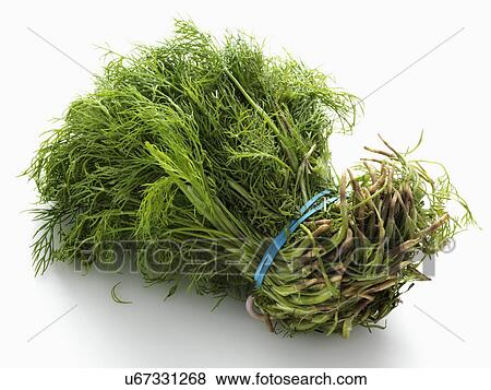 A bunch of dill on a white background View Large Photo Image Stock Photo - A bunch of dill on a white background. Fotosearch
