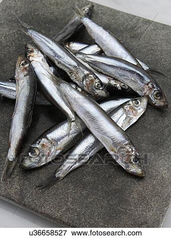 A slab of fresh whitebait View Large Photo Image Stock Photo - A slab of fresh whitebait. Fotosearch