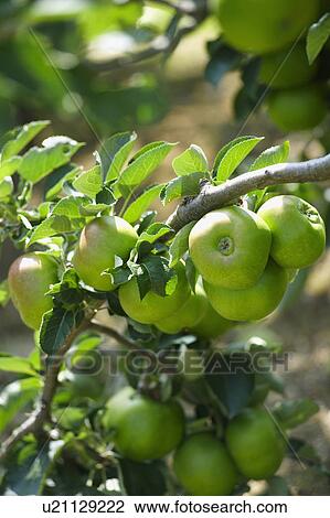 Stock Image - Apples Growing On Tree In Orchard. Fotosearch