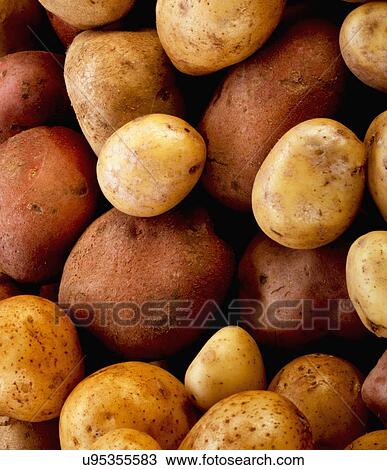 Assorted Raw Un-Peeled Potatoes In Close-Up View Large Photo Image Stock Image - Assorted Raw Un-Peeled Potatoes In Close-Up. Fotosearch
