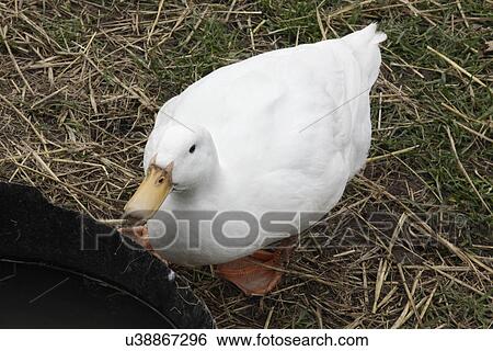 Aylesbury duck View Large Photo Image Stock Photograph - Aylesbury duck. Fotosearch