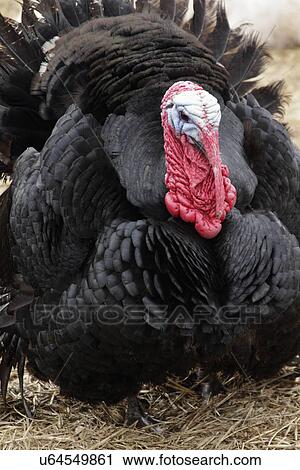 Black Norfolk turkey View Large Photo Image Stock Image - Black Norfolk turkey. Fotosearch
