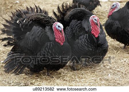 Stock Image - Black Norfolk turkeys. Fotosearch