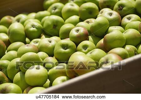 Box Of Full Frame Of Freshly Picked Apples View Large Photo Image Picture - Box Of Full Frame Of Freshly Picked Apples. Fotosearch