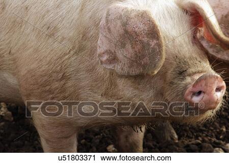 British lop eared pig rooting View Large Photo Image Stock Image - British lop eared pig rooting. Fotosearch