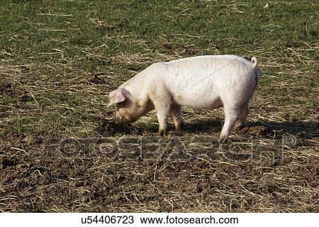 British lop eared pig rooting View Large Photo Image Stock Image - British lop eared pig rooting. Fotosearch