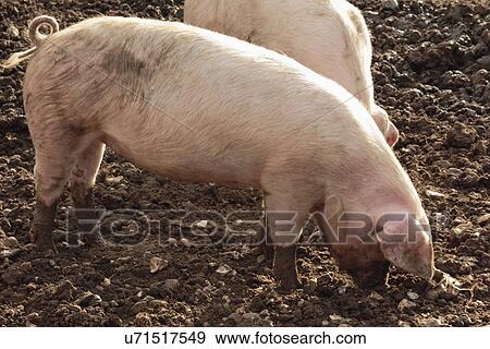 British lop eared pigs rooting View Large Photo Image Stock Photo - British lop eared pigs rooting. Fotosearch