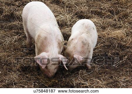 Stock Photo - British lop eared pigs rooting. Fotosearch
