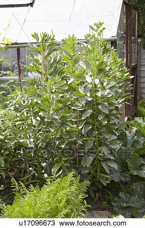 Broad Beans Growing In Vegetable Garden View Large Photo Image Stock Image - Broad Beans Growing In Vegetable Garden. Fotosearch